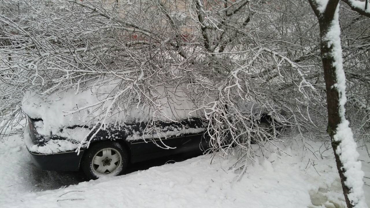 Дерево гомель