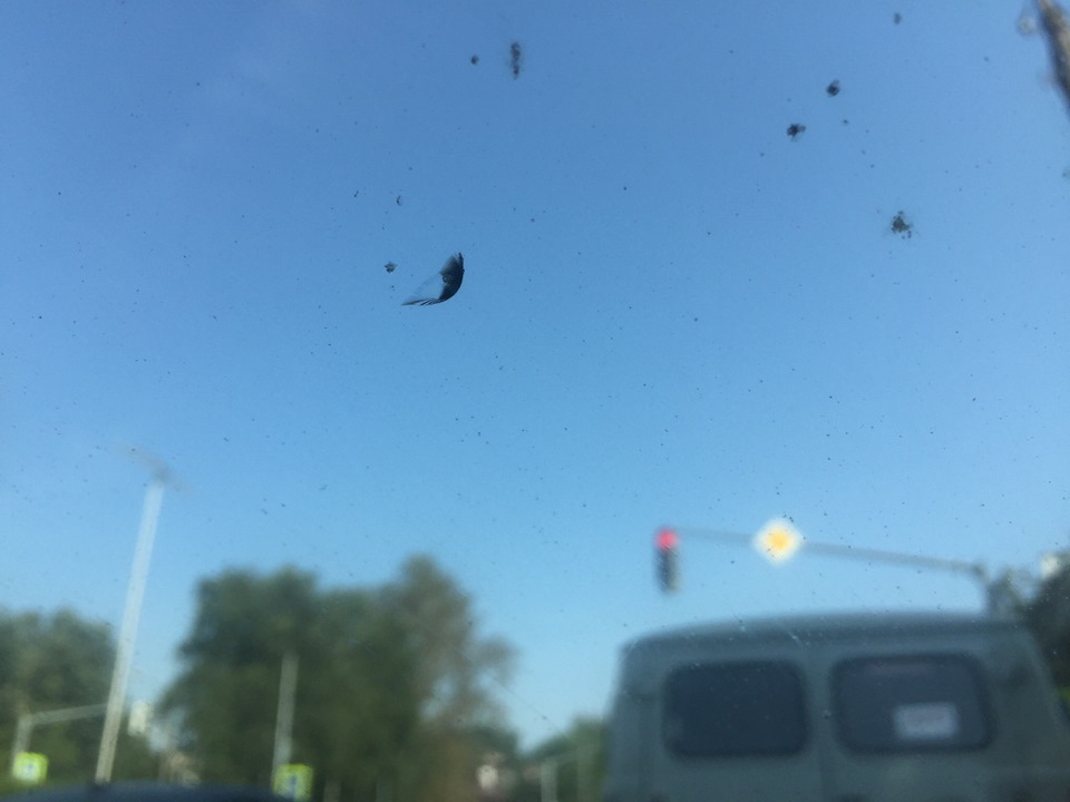 прилетел камень в мой огород, то есть в лобовое стекло — Peugeot 206 ...