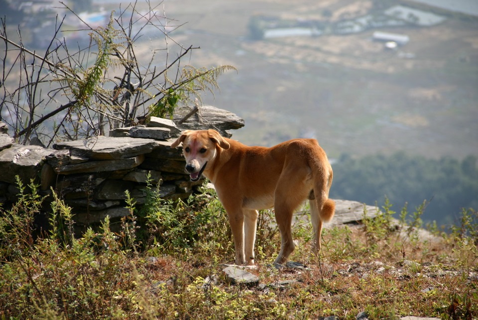 To lay low in Nepal Part 1