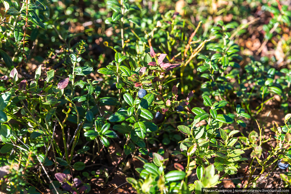 Фото в бортжурнале Chevrolet Niva (1G)