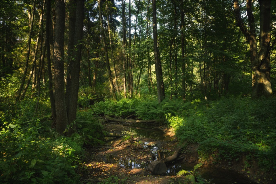 Печерский лесопарк фото