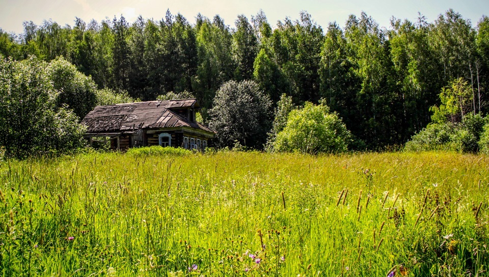 Фото лес деревня