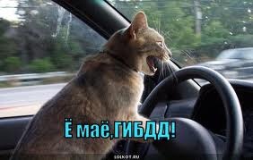 Кпо в мвд что это. Смотреть фото Кпо в мвд что это. Смотреть картинку Кпо в мвд что это. Картинка про Кпо в мвд что это. Фото Кпо в мвд что это
