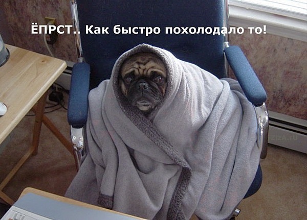Открытки россии, картинки замерзла как цуцик