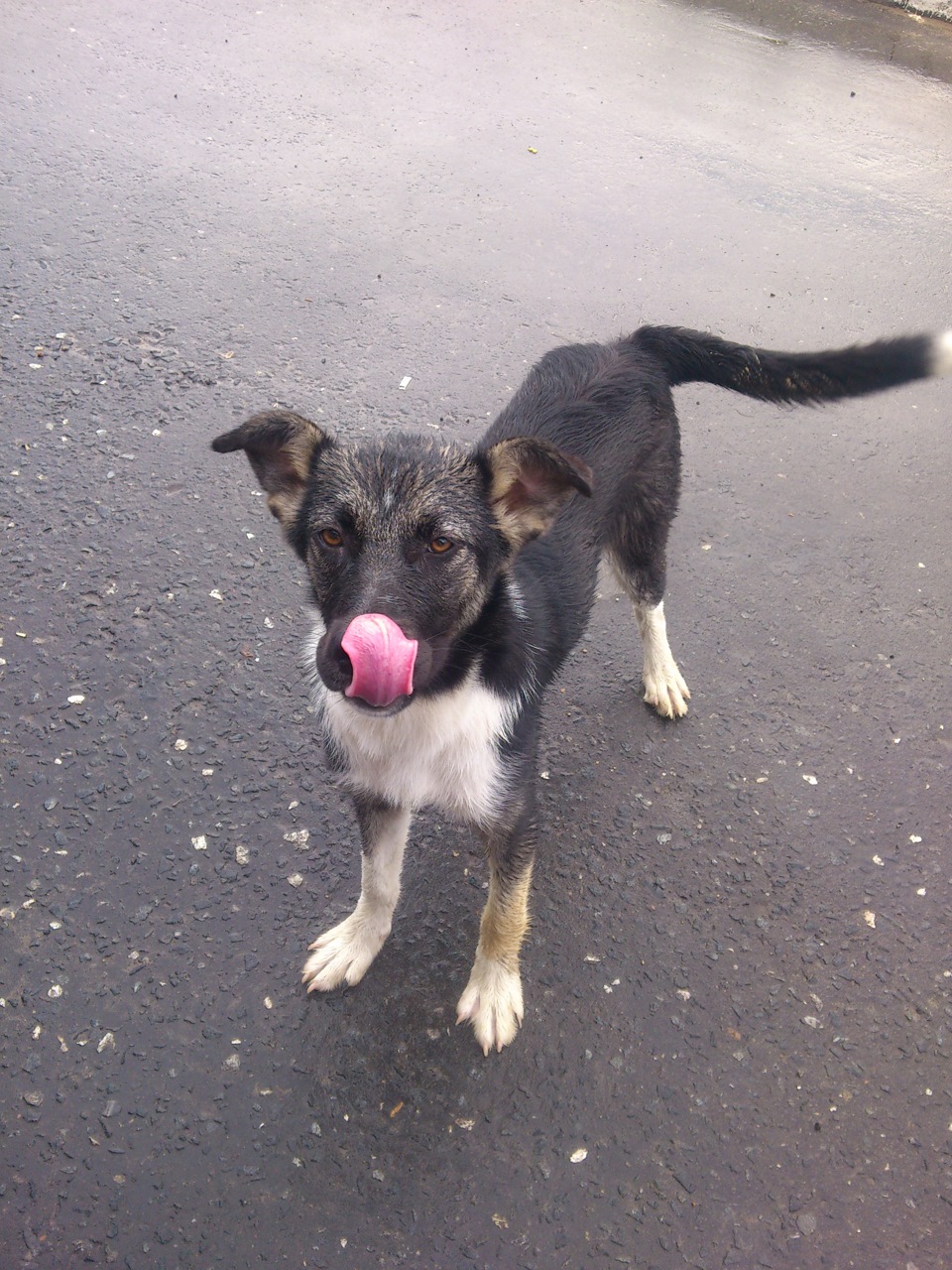 пермь-чебоксары — ГАЗ Газель, 2,4 л, 1997 года | путешествие | DRIVE2