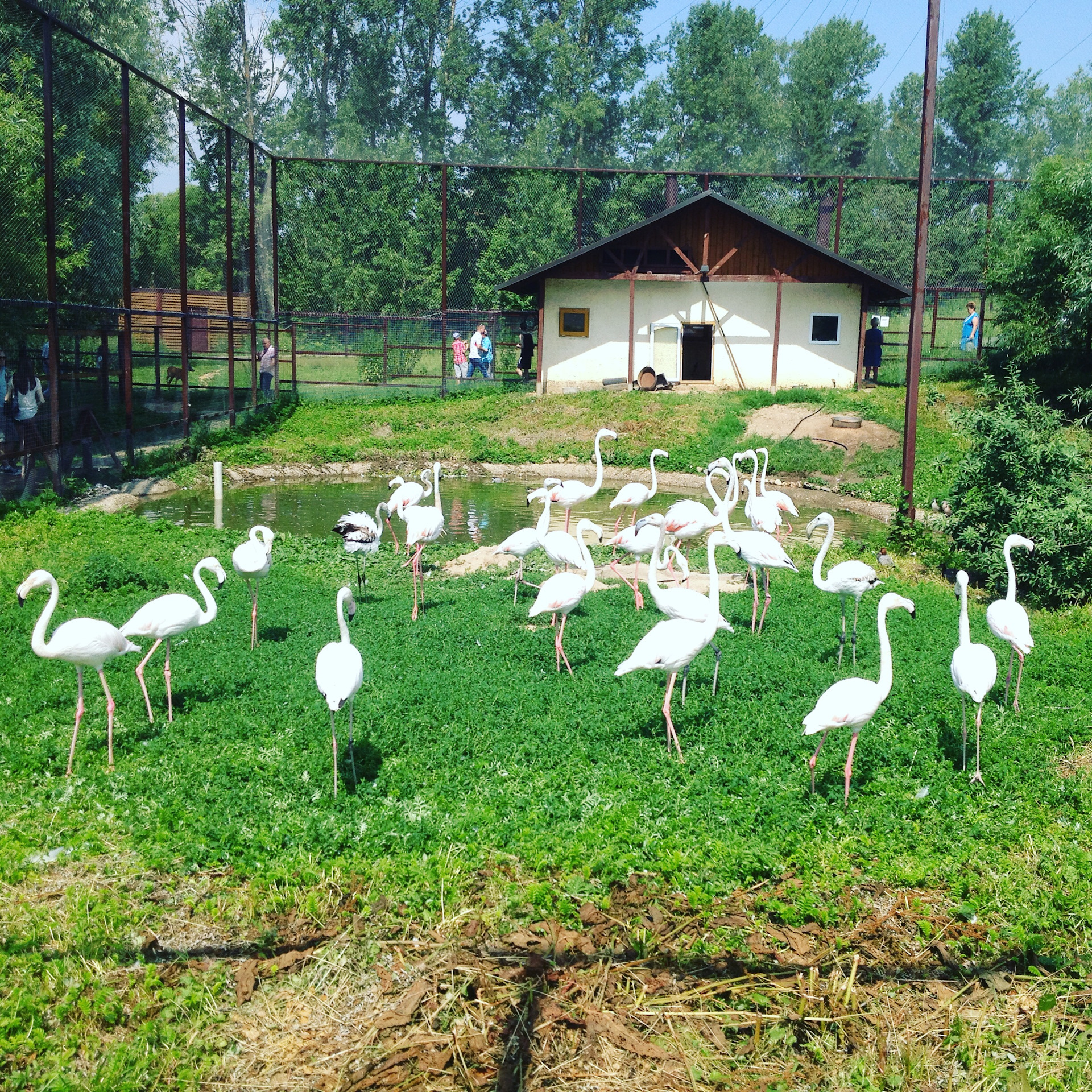 парк птиц наро фоминск