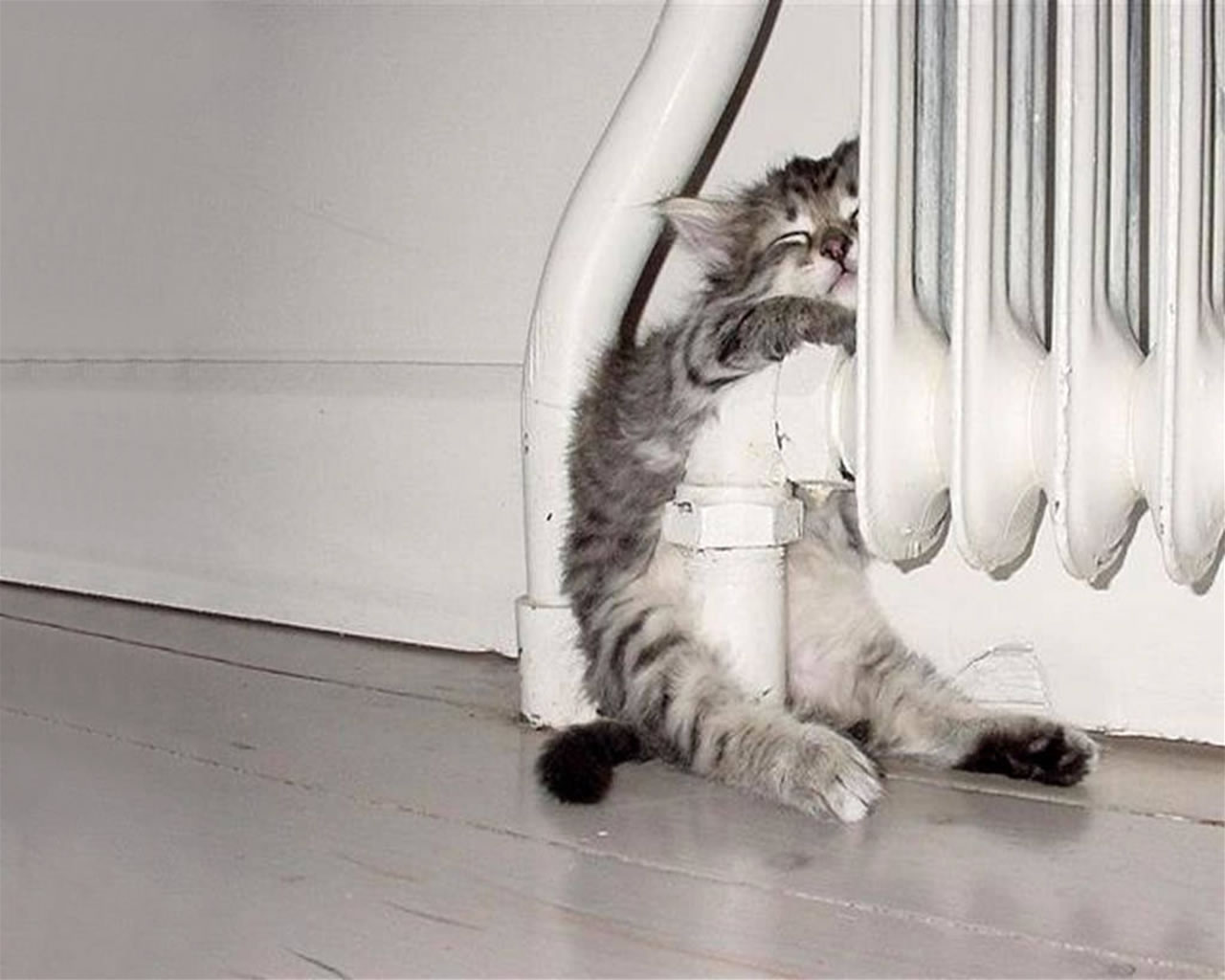 Отключение отопления в доме. Кот на батарее. Котик на батарее. Отопление кот. Котенок на батарее.