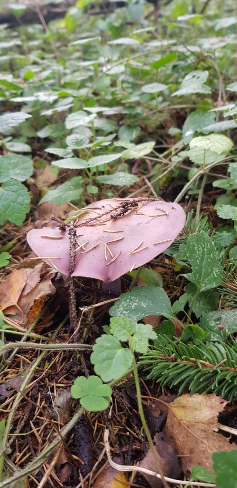 Фото в бортжурнале ГАЗ Соболь