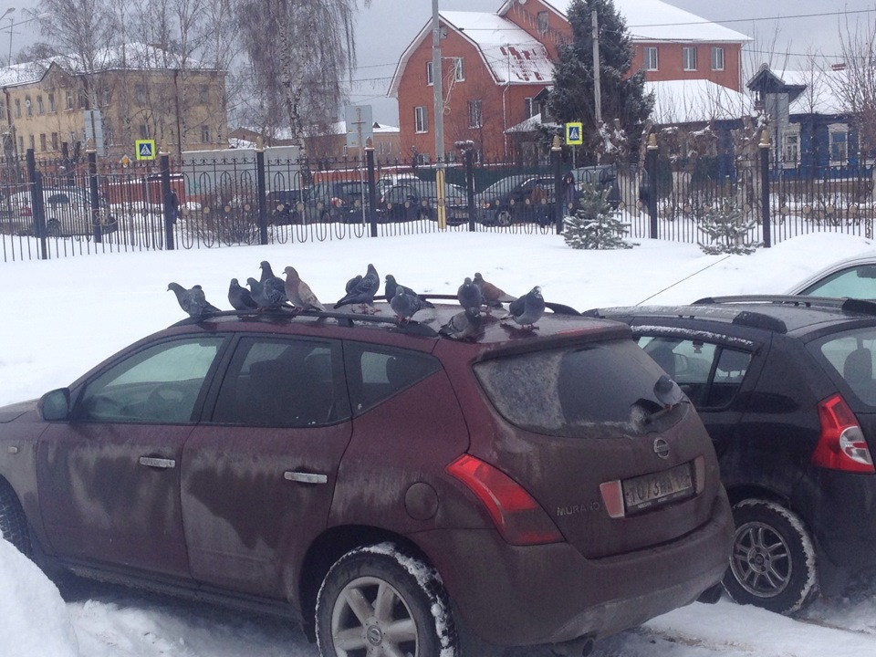 Какие машины нравятся птицам — Mazda 6 (1G) GG, 2,3 л, 2003 года ...