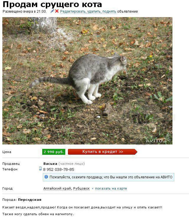 Купить котика на авито