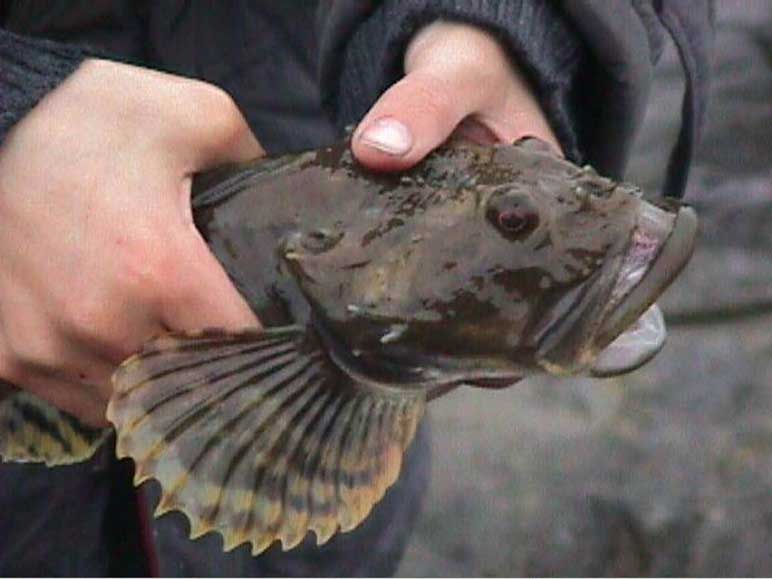 Рыба бычок фото речная размер