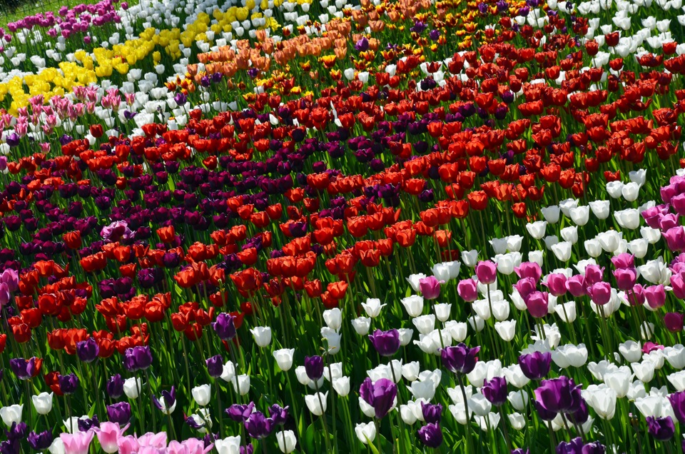 выставка тюльпанов томск 2024. никитский ботанический сад тюльпаны. аптекарский огород выставка тюльпанов. тюльпаны на вднх. выставка тюльпанов в краснодаре.