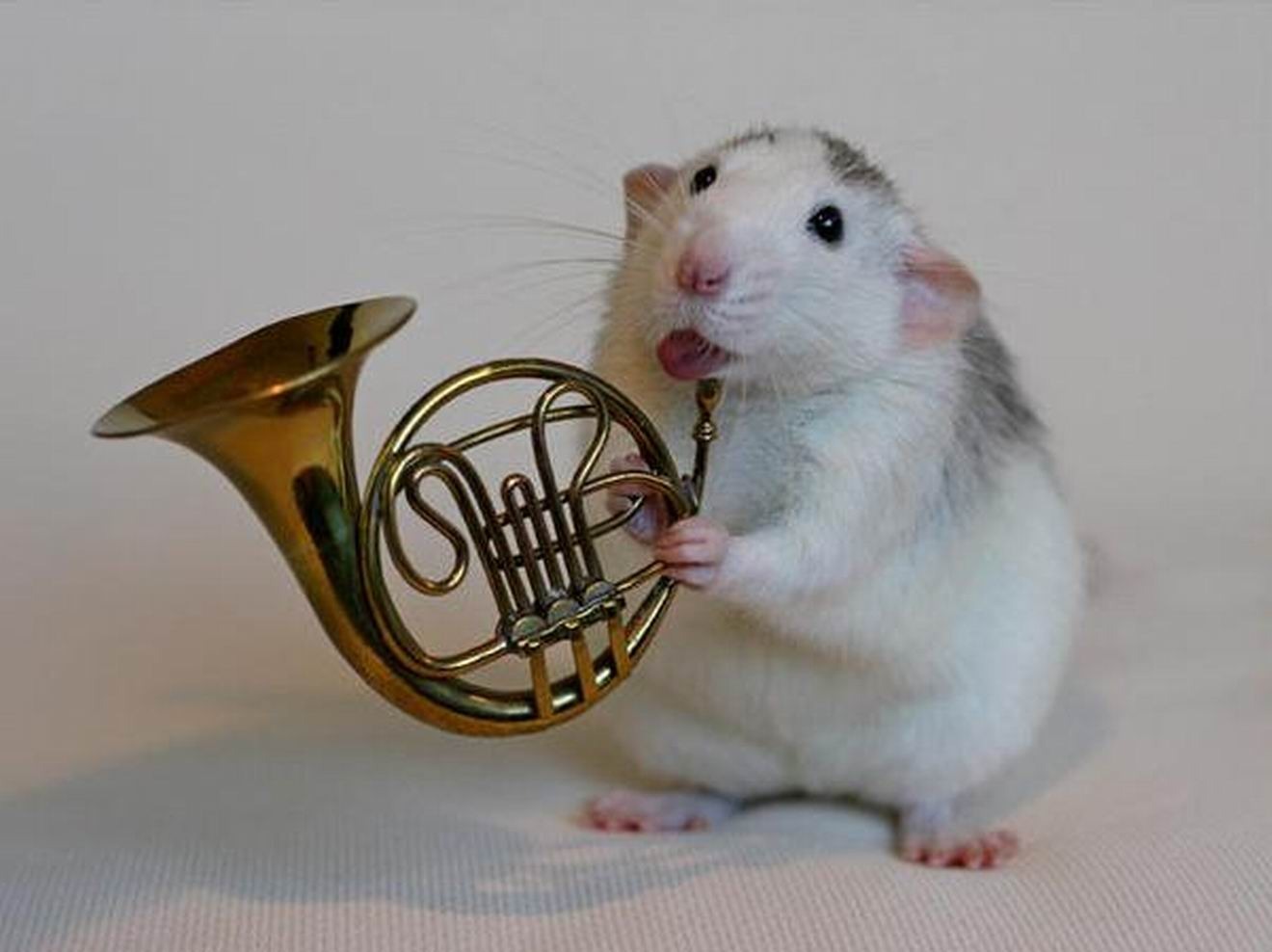 Крысы с музыкальными инструментами