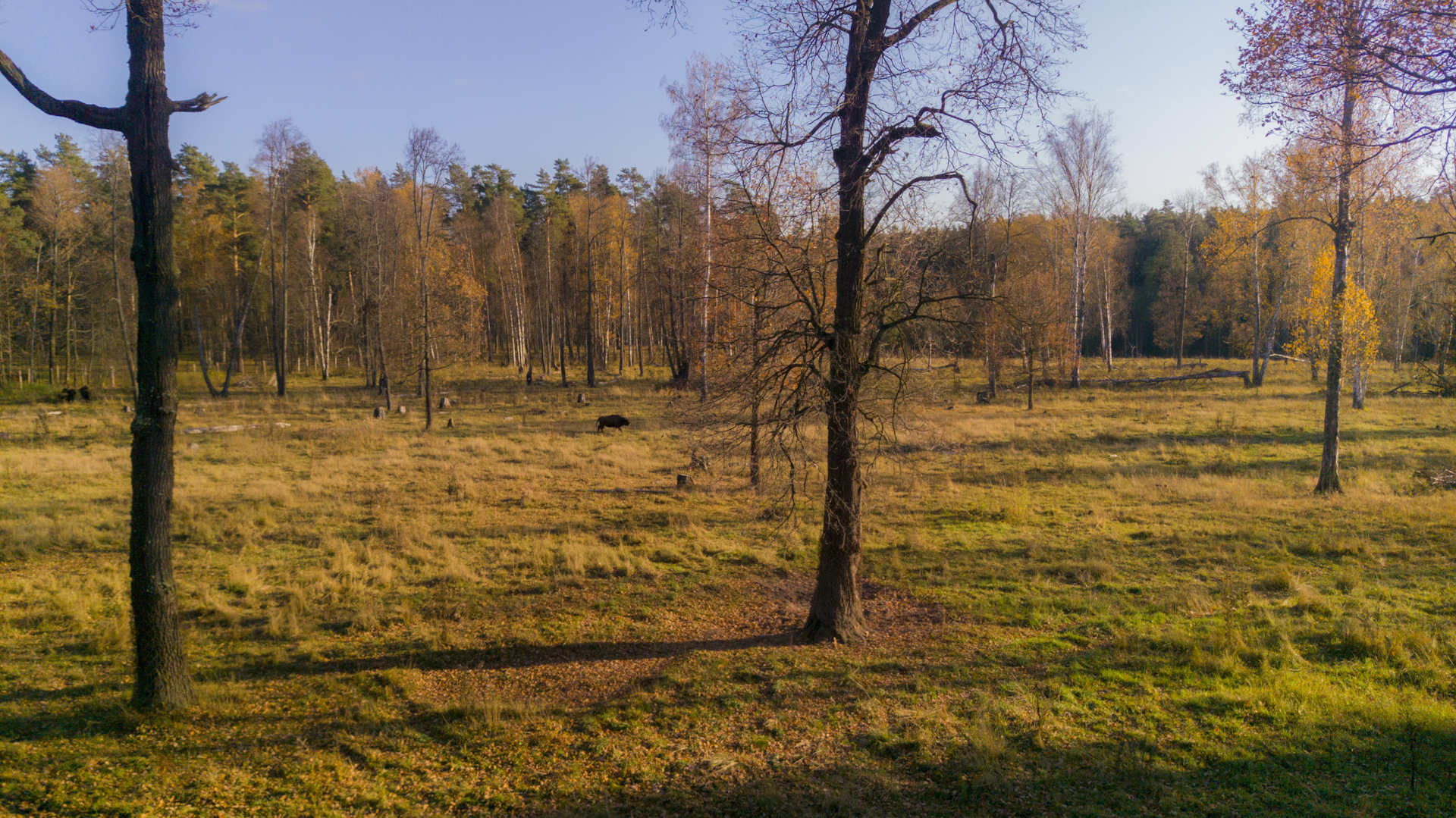 Окская флора фото