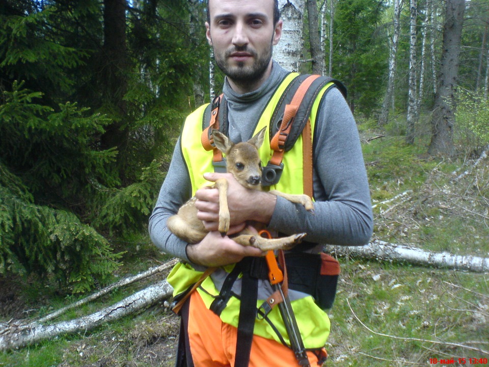 Маленький житель леса! — DRIVE2