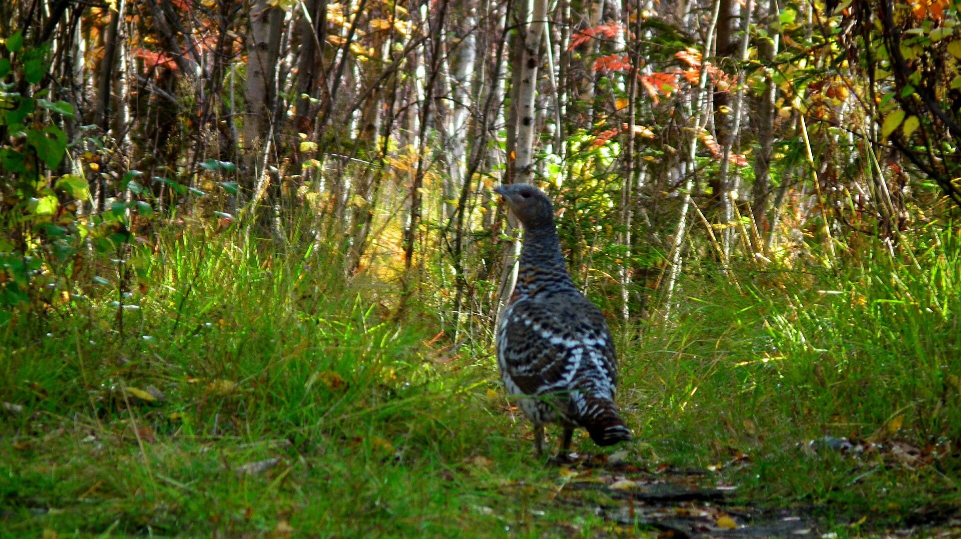 Клюква — DRIVE2