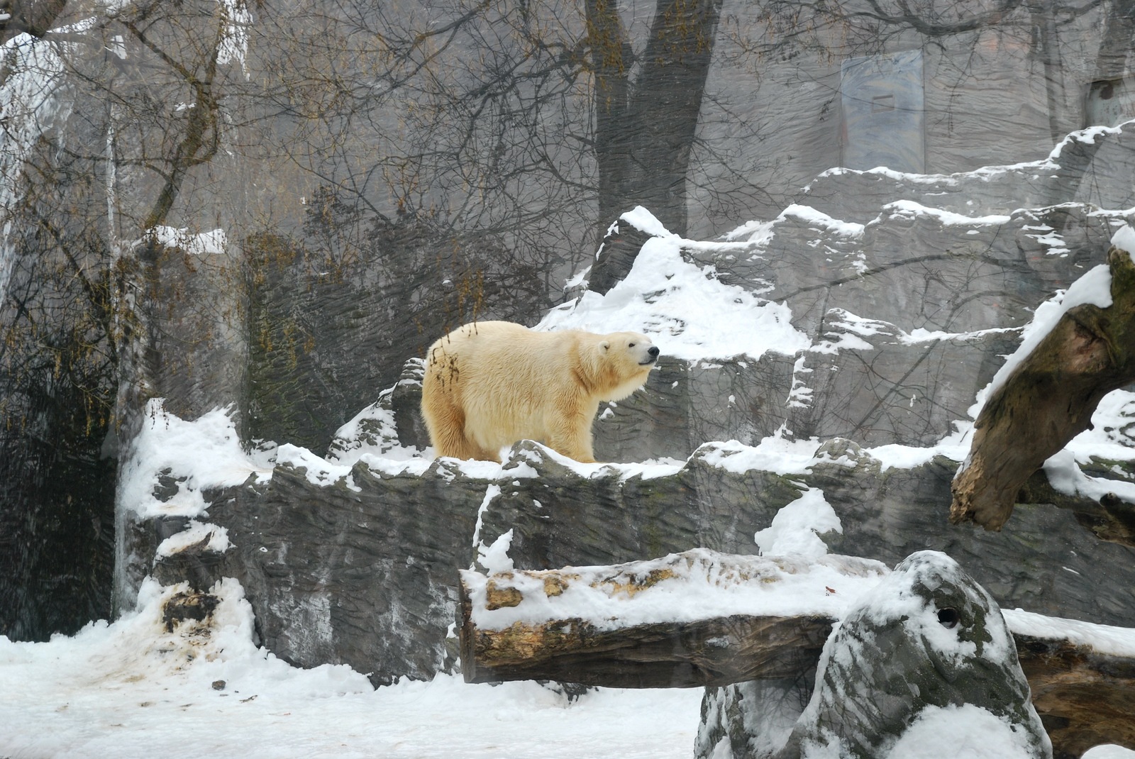 Зоопарк зимой стоит ли идти. Прага зоопарк зима. Пражский зоопарк зимой. Зимний зверинец. Московский зоопарк зимой.
