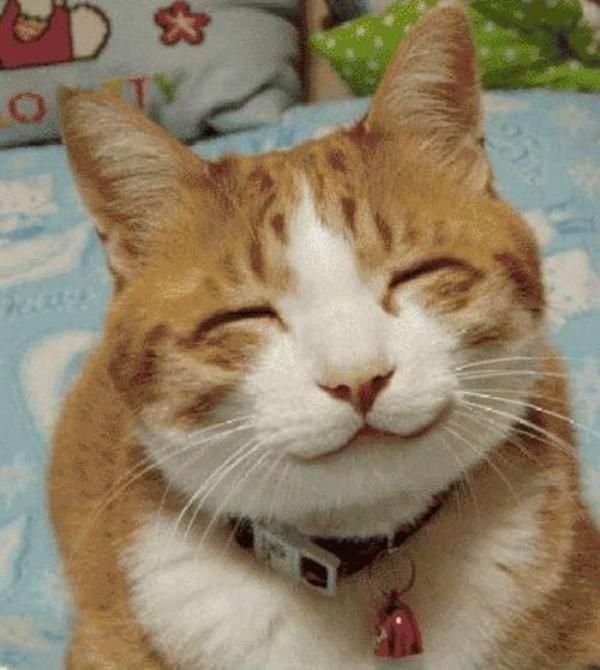 Мем кот спасибо