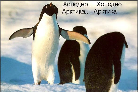 Картинка будешь моим пингвинчиком