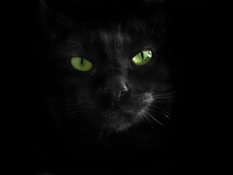 Факты и суеверия про черную кошку. — DRIVE2
