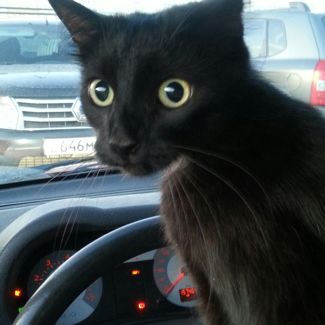 Глохнет при выжиме педали скорости. Нестабильный холостой ход ...