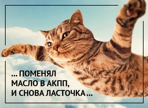 Не расстраивайте котиков! Меняйте масло в АКПП — DRIVE2