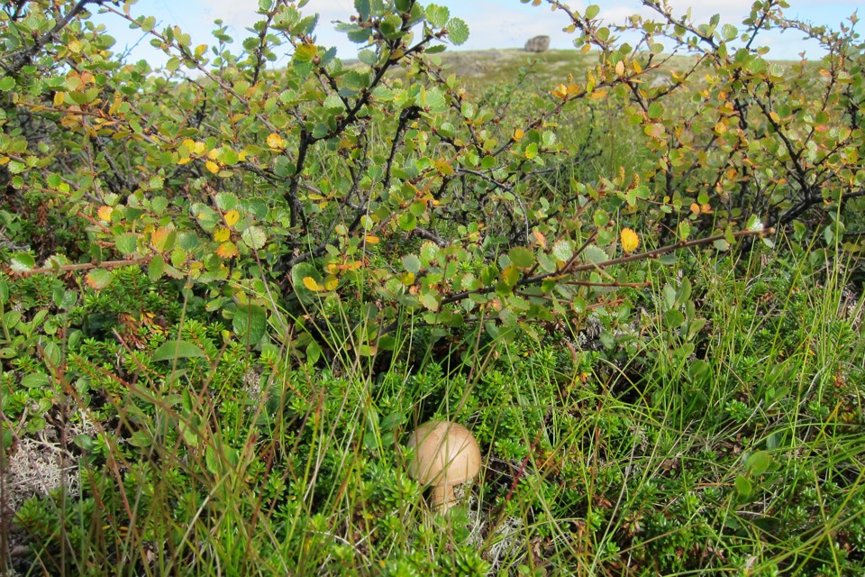 Карликовая березка в какой природной. Карликовая берёза в тундре. Растительность тундры карликовая береза. Северная береза карликовая. Береза в тундре.
