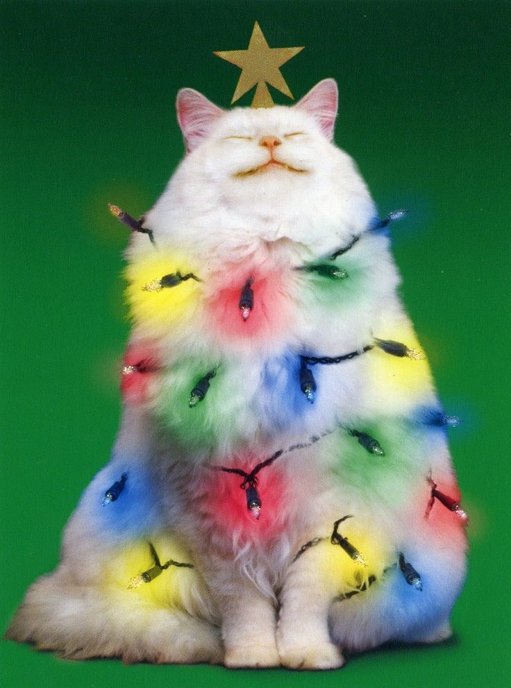 Смешные котики новогодние