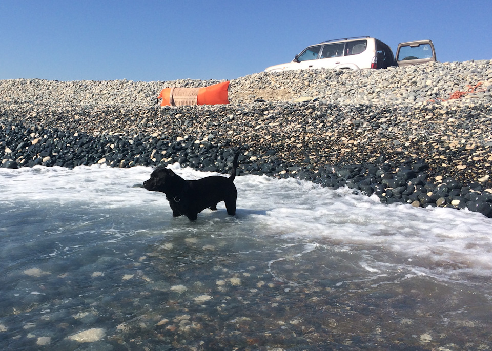 ad5ef2es 960 Как перевезти собаку на кипр