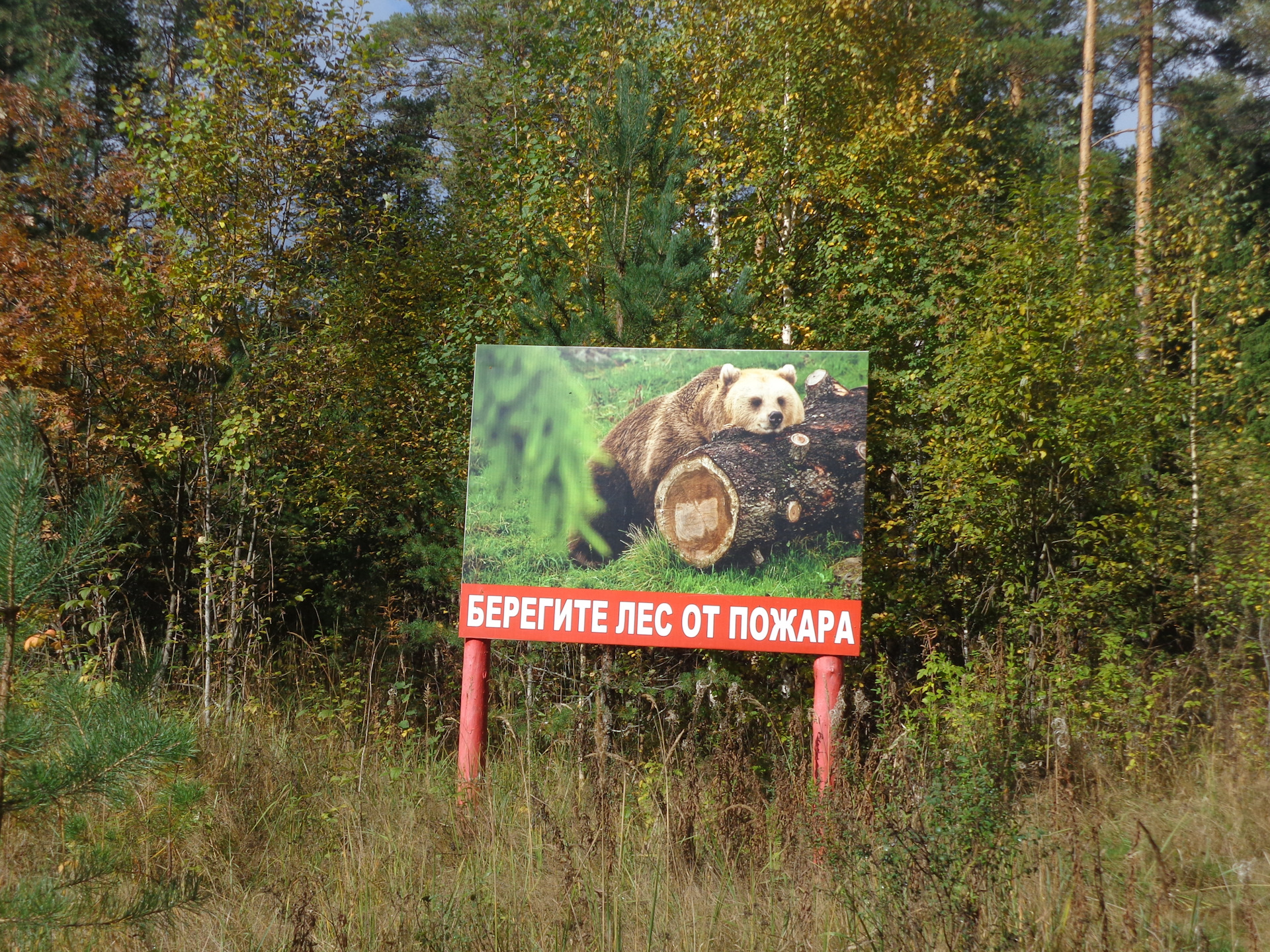 Фото береги лес. Берегите лес картинки. Берегите лес в Калмыкии. Обклеенный пленкой «берегите лес». Надпись на горе Соловарка времен СССР берегите лес фото.