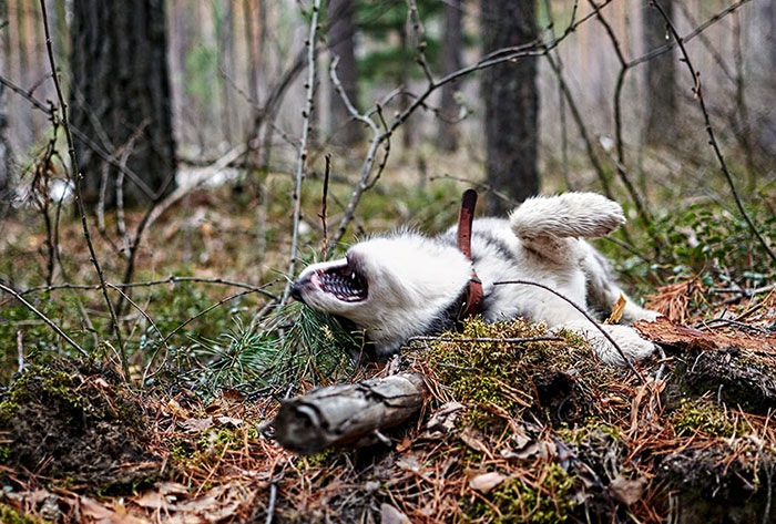 Последняя суббота апреля в Калтайском заказнике. — DRIVE2