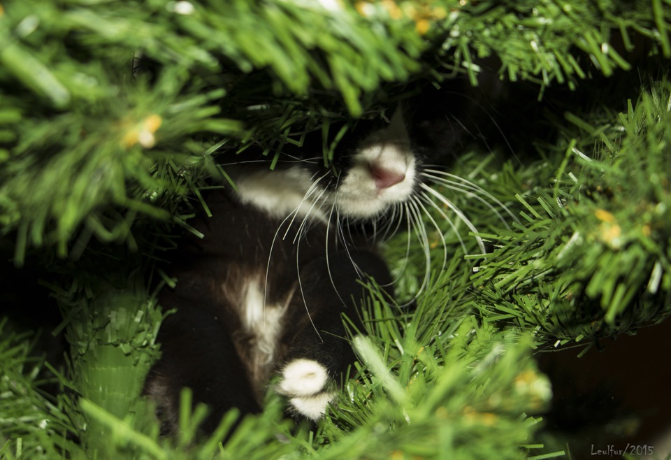 Дневник Кота Васьки — DRIVE2