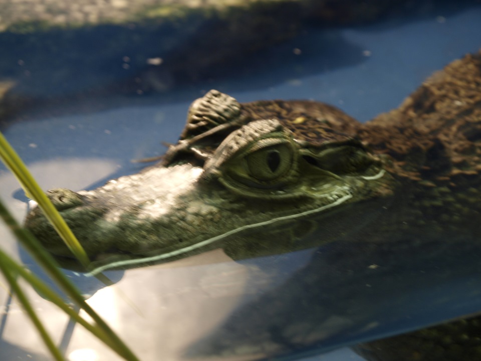 Поход в зоопарк (Часть 1) — DRIVE2