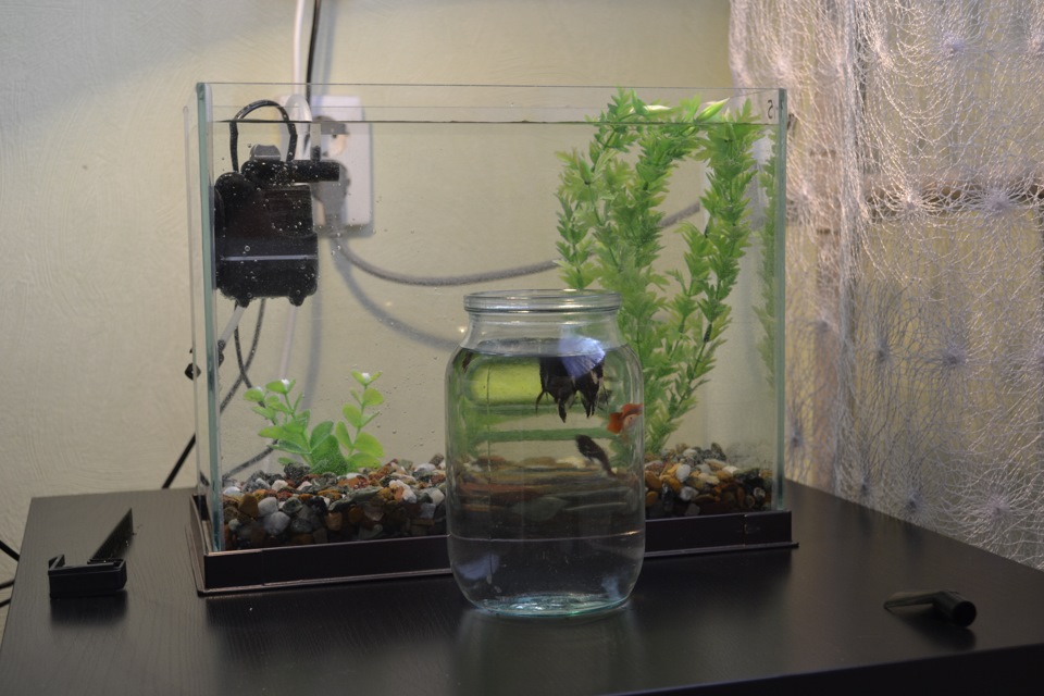 Как часто надо менять воду в вазе. Аквариумы три яруса фильтрация. Dennerle аквариум стоят рядом. Компл занятие поменяем воду в аквариуме. Как часто меняют воду в маленьком аквариуме.