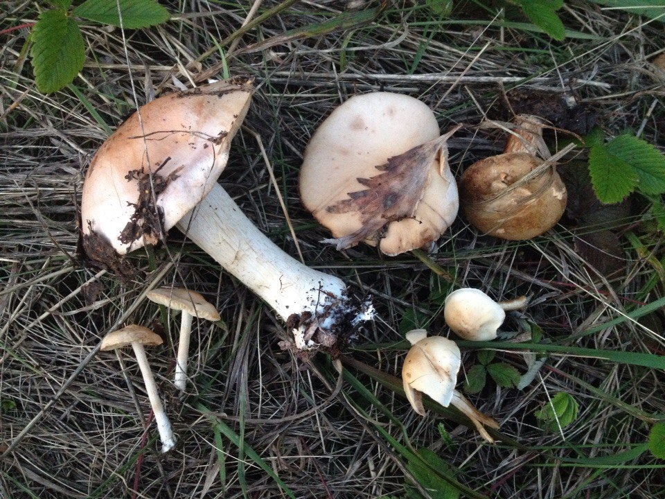 Съездили "порыбачить"… =) — Toyota Corolla (120), 1,6 л, 2002 года ...