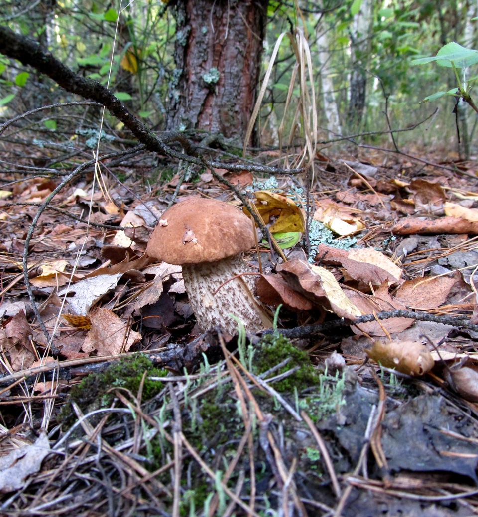 Грибы — грибочки, росли бы вы в садочке! Окончание. — DRIVE2