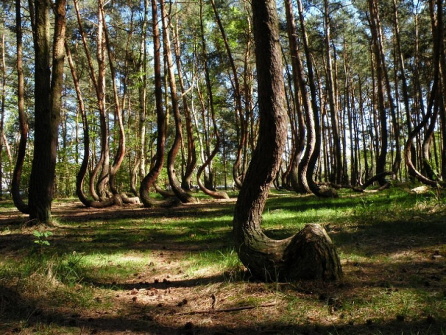 Леса Польши Фото