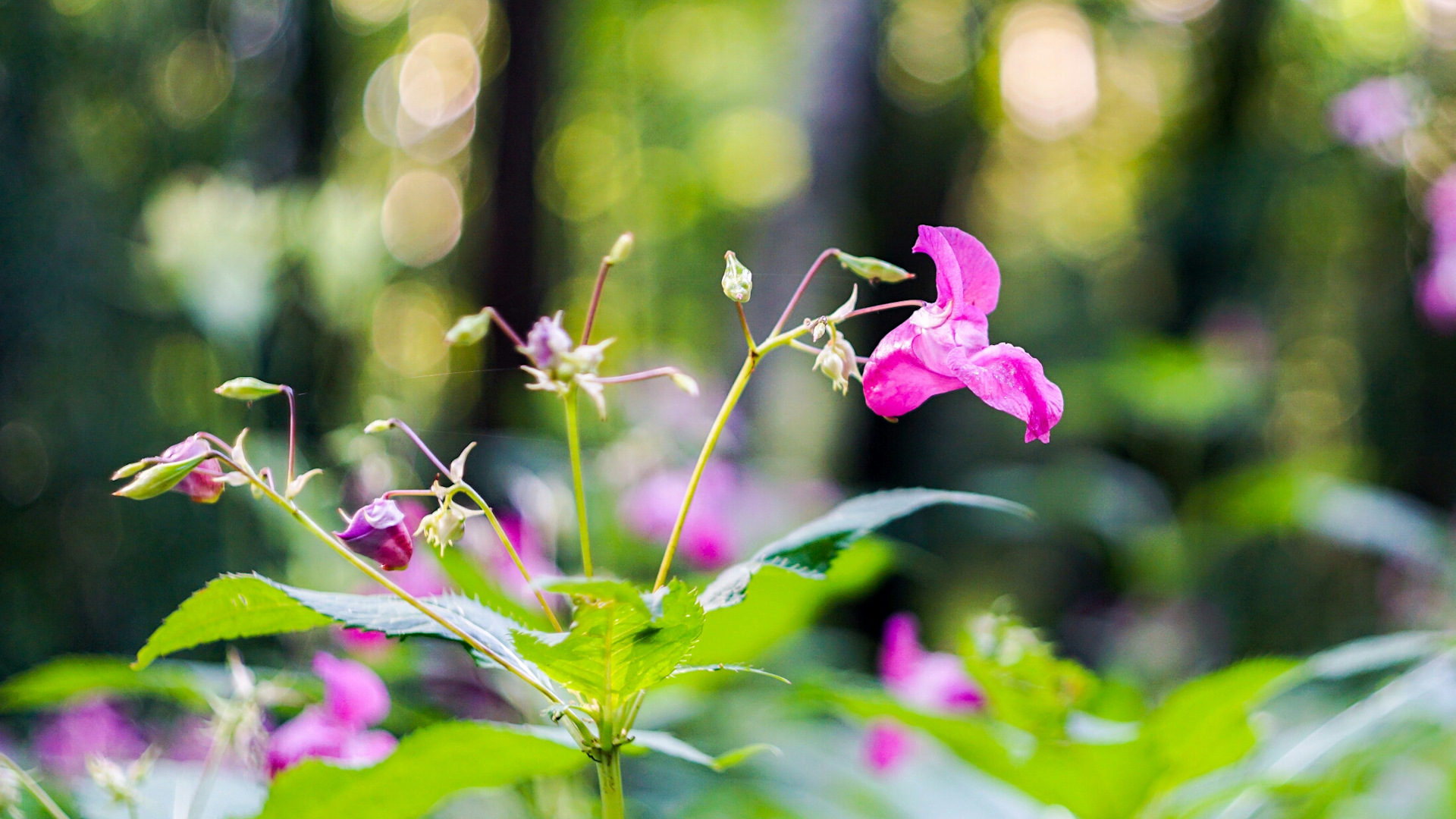 цветы измайлово