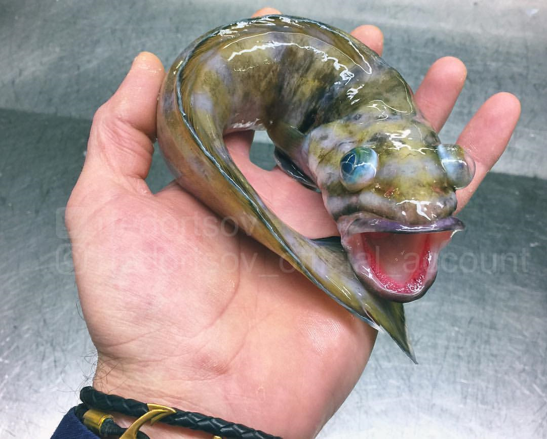 самая страшная рыба в мире фото