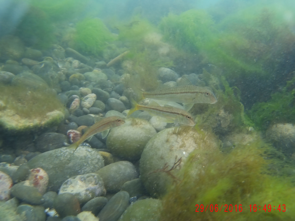 Фото в бортжурнале SsangYong Kyron