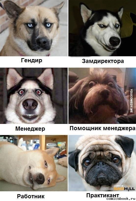 Интернет мемы с собаками Подборка фраз и картинок к ним!))) - Сообщество "Позитивов ☺ зы" на DRIVE2