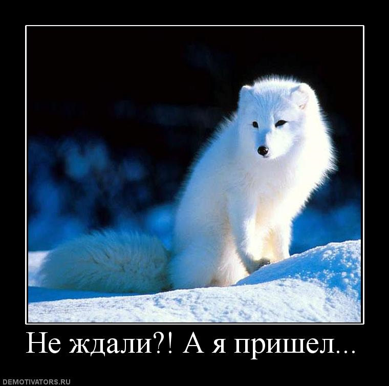 Песец подкрался незаметно картинки