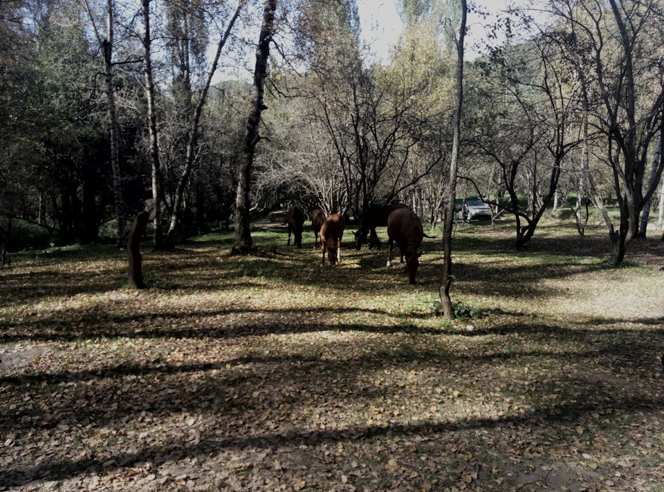 Поездка в березовую рощу! — Nissan R'nessa, 2 л, 1998 года ...