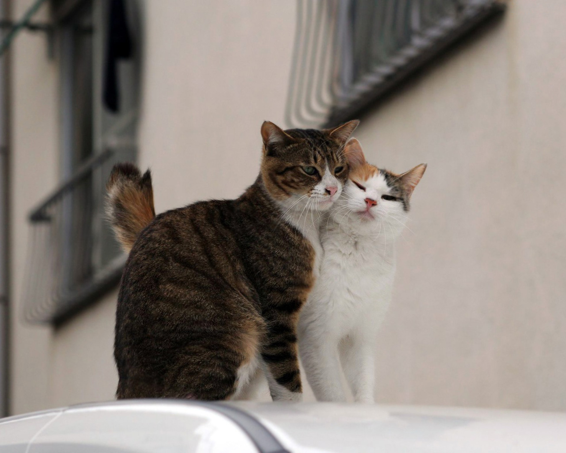 Жили были две кошки. Кошачья любовь. Кот и кошка. Кот любовь. Романтичный кот.