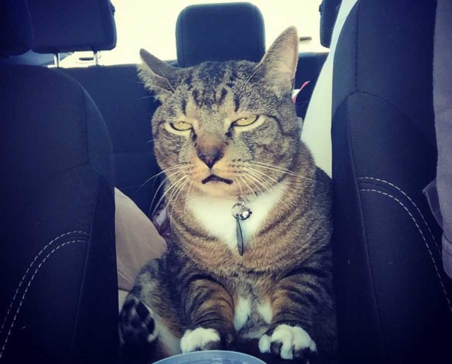 у кого какой расход топлива? — Renault Sandero Stepway (2G), 1,6 л ...