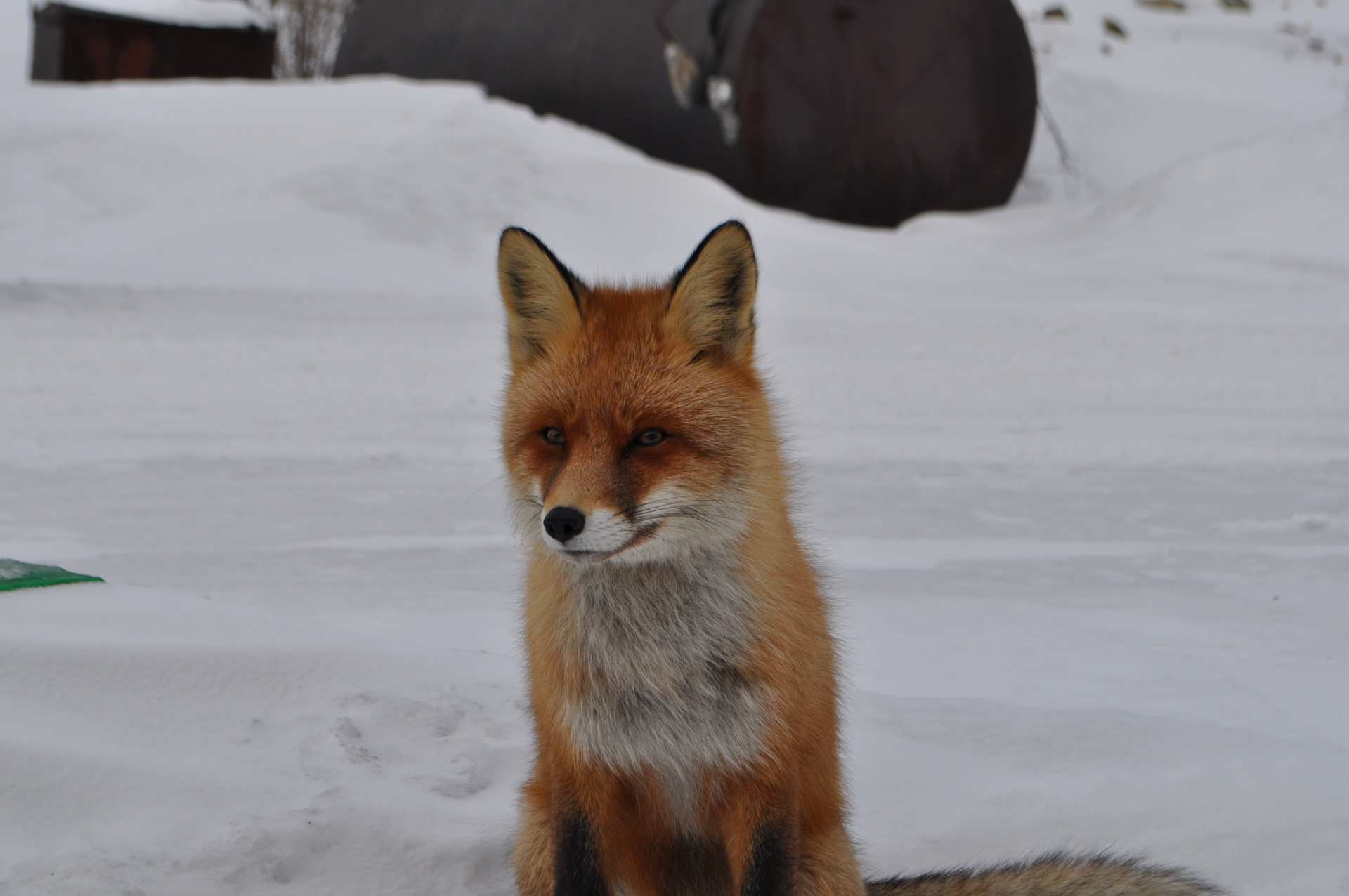 Fox сегодня