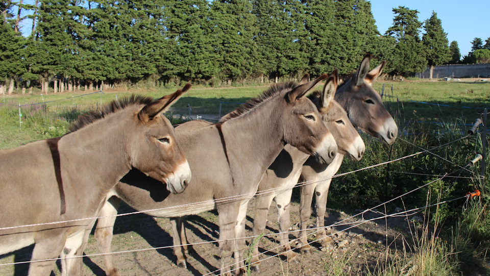 Найти жилье оказалось очень трудно. Где-то полчаса мотались по садам и полям, одновременно общаясь с хозяином по телефону. А если ты – турист и по-французски не говоришь, тогда что, мне вот интересно? :) А все дело в том, что на Google Maps месторасположение дома указано неверно. Зато на окрестных фермах можно покормить осликов с рук. Дети в восторге. Ослы – тоже. — Audi A4 (B9)