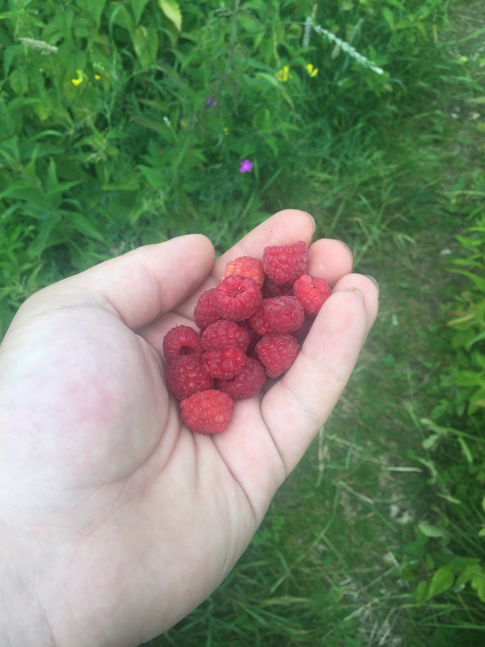 Поездка на дачу в Чехов + немного новостей — Renault Logan (1G), 1,6 л ...