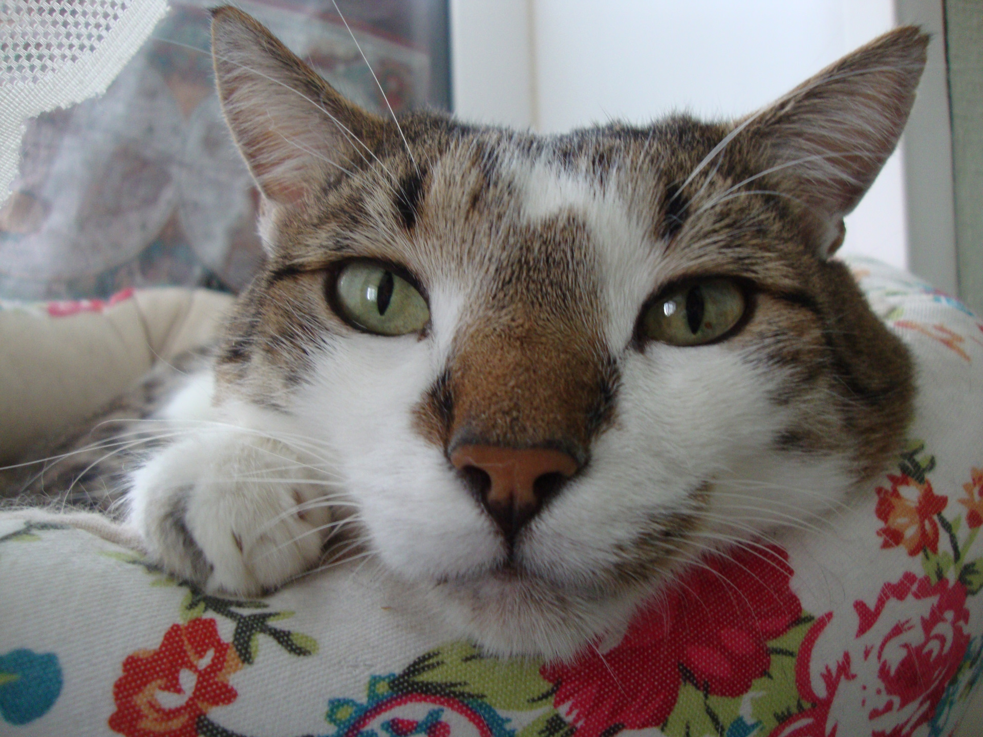 котенок марсик. марсик. фото марсика. марсик. марсик.