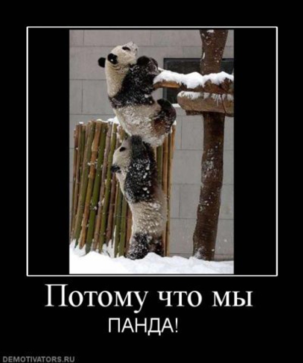 Панда картинки смешные с надписями